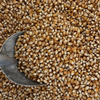 Popcorn - 100 stuks extra